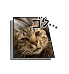キジトラ猫のスタンプ②（個別スタンプ：16）
