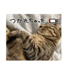 キジトラ猫のスタンプ②（個別スタンプ：17）
