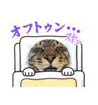 キジトラ猫のスタンプ②（個別スタンプ：18）
