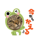 キジトラ猫のスタンプ②（個別スタンプ：19）
