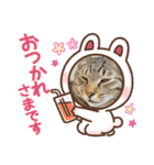 キジトラ猫のスタンプ②（個別スタンプ：20）