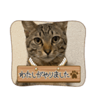 キジトラ猫のスタンプ②（個別スタンプ：22）