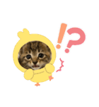 キジトラ猫のスタンプ②（個別スタンプ：23）