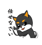 ねえねえ教えてくれる？って黒柴犬が聞く（個別スタンプ：10）