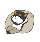 ねえねえ教えてくれる？って黒柴犬が聞く（個別スタンプ：31）