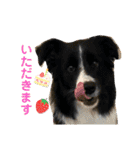 僕はハッシュ。ボーダーコリーだよ。（個別スタンプ：1）