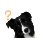 僕はハッシュ。ボーダーコリーだよ。（個別スタンプ：2）