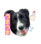 僕はハッシュ。ボーダーコリーだよ。（個別スタンプ：3）