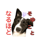 僕はハッシュ。ボーダーコリーだよ。（個別スタンプ：4）