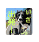 僕はハッシュ。ボーダーコリーだよ。（個別スタンプ：5）