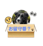 僕はハッシュ。ボーダーコリーだよ。（個別スタンプ：6）