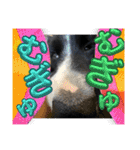 僕はハッシュ。ボーダーコリーだよ。（個別スタンプ：7）