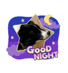 僕はハッシュ。ボーダーコリーだよ。（個別スタンプ：9）