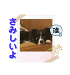 僕はハッシュ。ボーダーコリーだよ。（個別スタンプ：10）