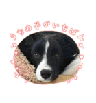 僕はハッシュ。ボーダーコリーだよ。（個別スタンプ：11）