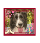 僕はハッシュ。ボーダーコリーだよ。（個別スタンプ：12）