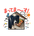 僕はハッシュ。ボーダーコリーだよ。（個別スタンプ：13）