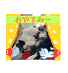 僕はハッシュ。ボーダーコリーだよ。（個別スタンプ：14）