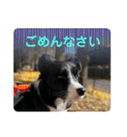 僕はハッシュ。ボーダーコリーだよ。（個別スタンプ：15）