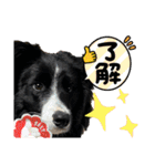 僕はハッシュ。ボーダーコリーだよ。（個別スタンプ：16）