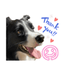 僕はハッシュ。ボーダーコリーだよ。（個別スタンプ：17）