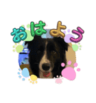 僕はハッシュ。ボーダーコリーだよ。（個別スタンプ：18）