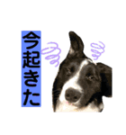 僕はハッシュ。ボーダーコリーだよ。（個別スタンプ：19）