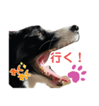 僕はハッシュ。ボーダーコリーだよ。（個別スタンプ：20）