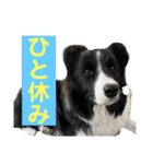 僕はハッシュ。ボーダーコリーだよ。（個別スタンプ：21）