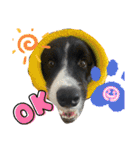僕はハッシュ。ボーダーコリーだよ。（個別スタンプ：22）