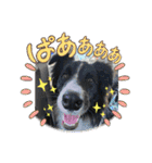 僕はハッシュ。ボーダーコリーだよ。（個別スタンプ：23）