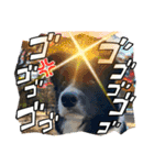 僕はハッシュ。ボーダーコリーだよ。（個別スタンプ：24）