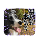 僕はハッシュ。ボーダーコリーだよ。（個別スタンプ：25）