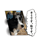 僕はハッシュ。ボーダーコリーだよ。（個別スタンプ：26）