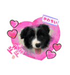 僕はハッシュ。ボーダーコリーだよ。（個別スタンプ：27）