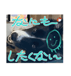 僕はハッシュ。ボーダーコリーだよ。（個別スタンプ：28）