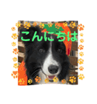 僕はハッシュ。ボーダーコリーだよ。（個別スタンプ：29）