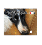 僕はハッシュ。ボーダーコリーだよ。（個別スタンプ：30）