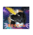 僕はハッシュ。ボーダーコリーだよ。（個別スタンプ：31）