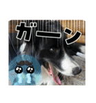 僕はハッシュ。ボーダーコリーだよ。（個別スタンプ：32）