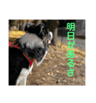 僕はハッシュ。ボーダーコリーだよ。（個別スタンプ：33）