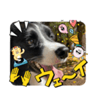 僕はハッシュ。ボーダーコリーだよ。（個別スタンプ：34）