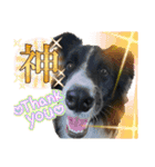 僕はハッシュ。ボーダーコリーだよ。（個別スタンプ：35）