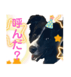 僕はハッシュ。ボーダーコリーだよ。（個別スタンプ：36）