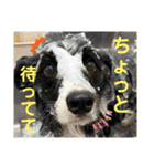 僕はハッシュ。ボーダーコリーだよ。（個別スタンプ：37）