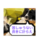 僕はハッシュ。ボーダーコリーだよ。（個別スタンプ：38）