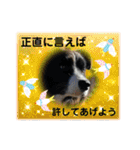 僕はハッシュ。ボーダーコリーだよ。（個別スタンプ：39）