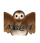 ずっと使える丁寧敬語・鳥(梟とインコ)（個別スタンプ：31）