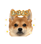 ポメ柴 ぱーのスタンプ（個別スタンプ：1）