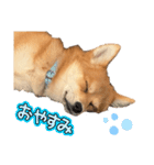 ポメ柴 ぱーのスタンプ（個別スタンプ：2）
